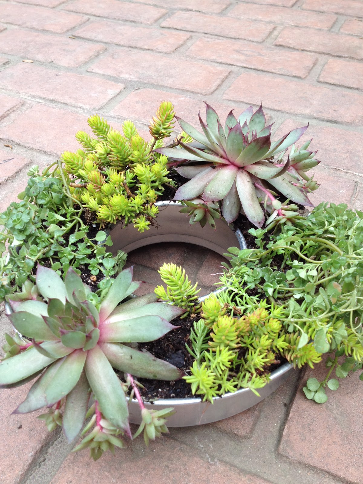 Joy Beadworks Make Your Own Succulent Wreath